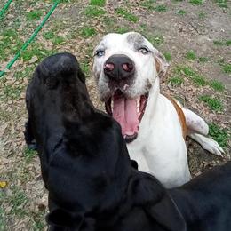 Great Danes from Bells Great Danes