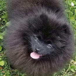 Pomeranian All Grown Up from Mai-Ryms Pomeranians