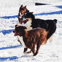 Australian Shepherds from Stormy Creek Aussies