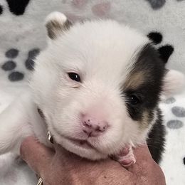 FLASH - Black and tan male American Corgi puppy in Walker, Iowa from Double K Corgis