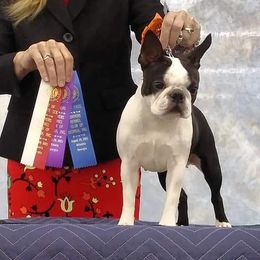 Bunny - Boston Terrier
