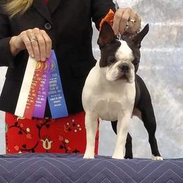 Bunny - Boston Terrier