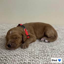 Sled - Red  male Goldendoodle puppy in Crothersville, Indiana from Wischmeier’s Doodles