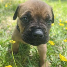 Black Collar - Fawn male Cane Corso puppy in Kingsport, Tennessee from Gray Cane Corsos