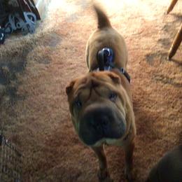 Chinese Shar-Pei All Grown Up from Bilderbear Shar-Pei