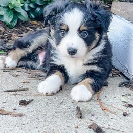 Jimmy - Black tri Miniature Australian Shepherd puppy in Goldsboro, North Carolina from Maple Ridge Farm