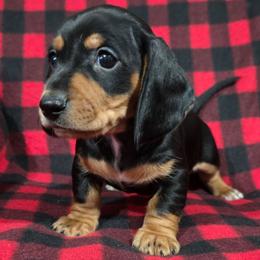 Henry 2k plus fee CKC - Black and tan male Dachshund puppy in Cowen, West Virginia from Bennett Babies