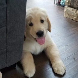 Golden Retriever, Goldendoodle, and Sheepadoodle Puppies from Guppy Puppies
