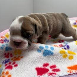F3 - Lilac tri-color female Bulldog puppy in Middleburg, Florida from Black Creek English Bulldogs