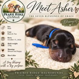 Asher - Black and tan male Dachshund puppy in Firesteel, South Dakota from Prairie Ridge Dachshunds