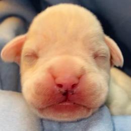 Green - White female Boxer puppy in Oregon, Pennsylvania from Schaible's Boxer Huddle