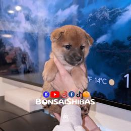 MARU - Red male Shiba Inu puppy in Minnesota from BonsaiShibas