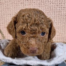 Kona - Apricot male Aussiedoodle puppy in Haleyville, Alabama from The Cuddly Dood Ranch