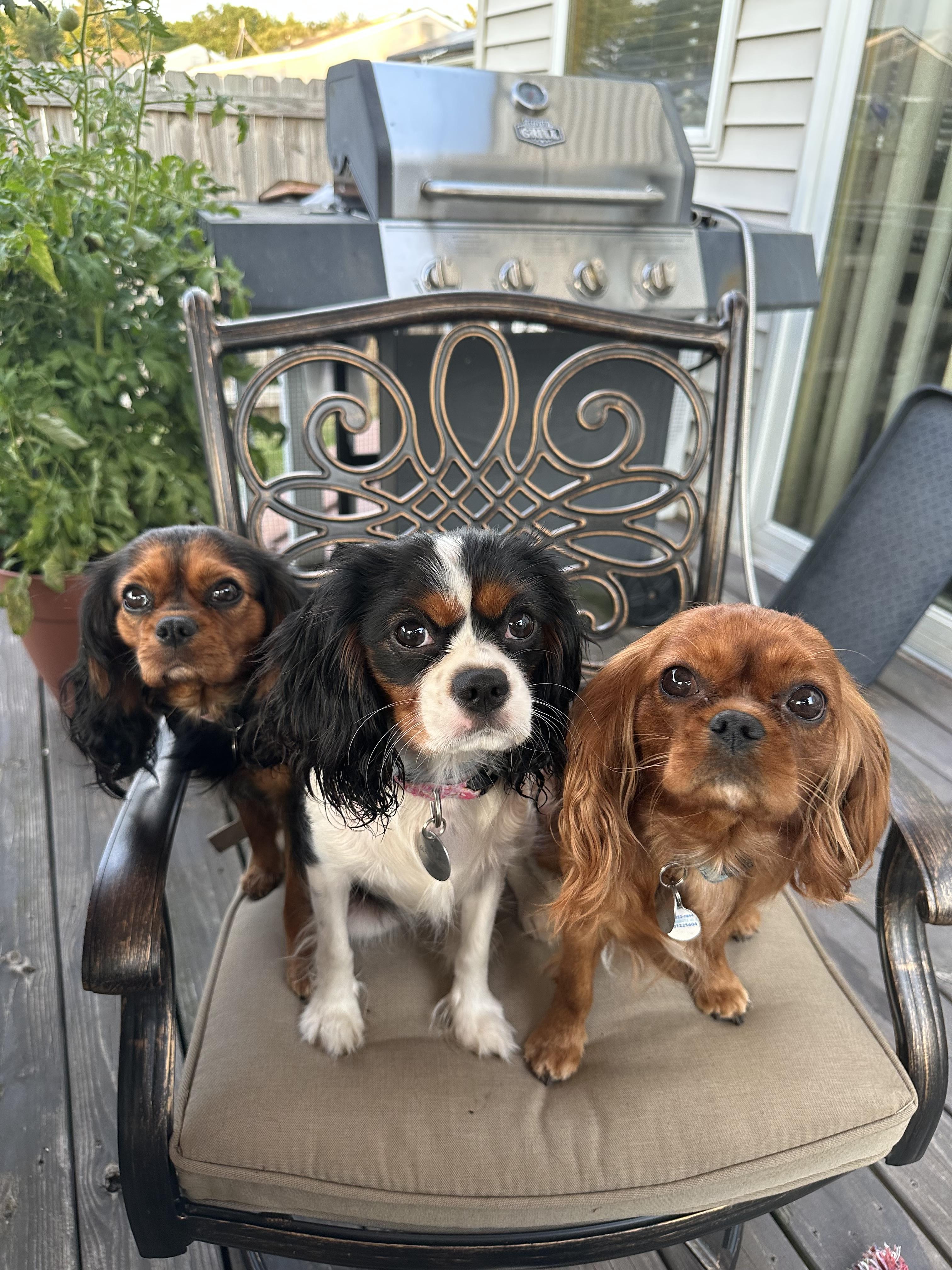 Mystic Cavaliers LLC in New Jersey Cavalier King Charles Spaniel
