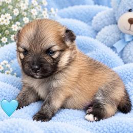 Snickers - Wolf sable male Pomeranian puppy in Edinburg, Texas from Divine Valley Poms