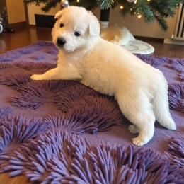 Purple Collar   Sephora - White female Berger Blanc Suisse puppy in Rice Lake, Wisconsin from Windswept White Swiss Shepherds