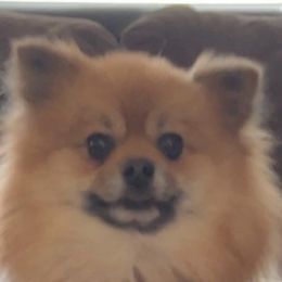 Versace - Pomeranian
