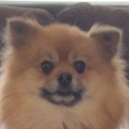 Versace - Pomeranian