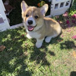 Pembroke Welsh Corgi Puppies from Holly's Pembroke Welsh Corgis