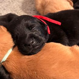 Black Female - Black female Labrador Retriever puppy in Nampa, Idaho from Breakaway Retrievers