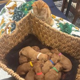 Jack Frost - black collar boy - Dark golden male Golden Retriever puppy in Aumsville, Oregon from Bigfoot Goldens - AKC Registered Dark Red