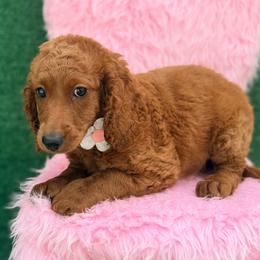 Riley (Forest Green) - Red  female Goldendoodle puppy in Miami, Florida from Katy's Toy Poodles & Doodles