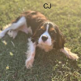 Chauncey (CJ) - Tri-color male Cavalier King Charles Spaniel puppy in Broken Arrow, Oklahoma from Cavalier King Charles Heartland