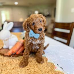 Reed - Red  male Goldendoodle puppy in Sulphur, Louisiana from Curly Q’s Of Carlyss
