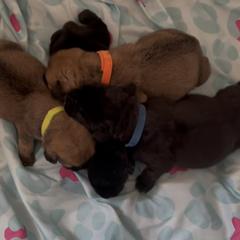Boerboel Puppies from Sterling Built Boerboels