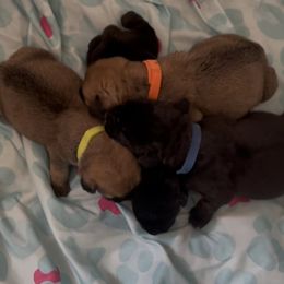 Boerboel Puppies from Sterling Built Boerboels