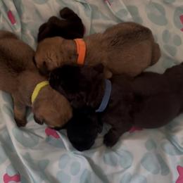 Boerboel Puppies from Sterling Built Boerboels