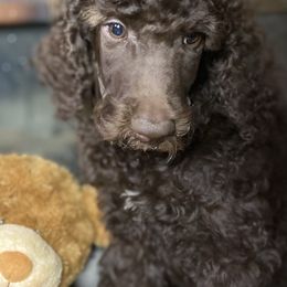 Poodle Puppies from Tails Up Standard Poodles