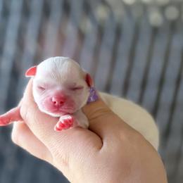 Murphy - Cream and white male Chihuahua puppy in Harrison, Michigan from Cloud9 Chihuahuas