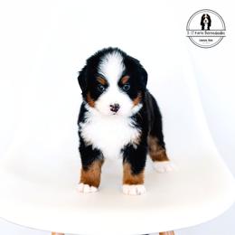 Teal Collar Female - Twizzle - Tri-color female Bernese Mountain Dog puppy in Lebanon, Ohio from 3|17 Korte Bernedoodles LLC