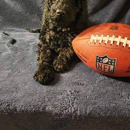 Goldendoodle Puppies from Hampton Blu Doodles