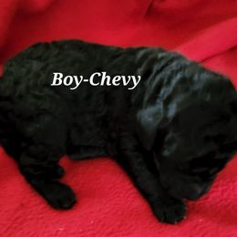 Chevy - Poodle puppy in Burleson, Texas from Patriotic Poodles