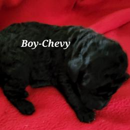 Chevy - Poodle puppy in Burleson, Texas from Patriotic Poodles