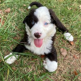 Duchess - Aussiedoodle puppy from Shepherd Hill Doodles