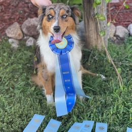 Cami - Miniature American Shepherd