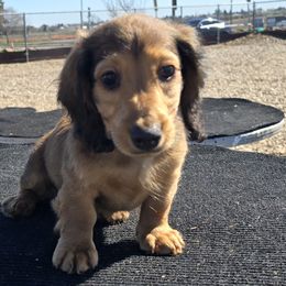 Dachshund Puppies from SchmooterBabies