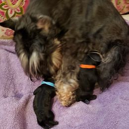 Miniature Schnauzer Puppies from Starbound Miniture Schnauzer's