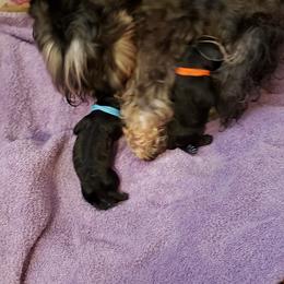 Miniature Schnauzer Puppies from Starbound Miniture Schnauzer's