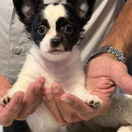 Chihuahua Puppies from JK Chihuahua
