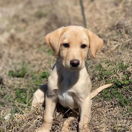 Boykin Spaniels, Chesapeake Bay Retrievers, Labrador Retrievers, and Nova Scotia Duck Tolling Retrievers from Hard Retrievers