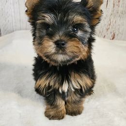 Roman (319)48O-6152 - Blue and gold male Yorkshire Terrier puppy in Monticello, Iowa from Ashley’s Puppies