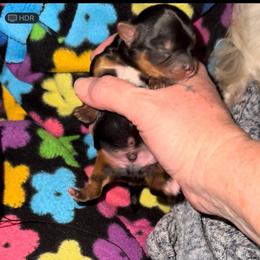 Male traditional Yorkie - Black and tan male Yorkshire Terrier puppy in Des Moines, Iowa from Diamond Yorkshire Terriers