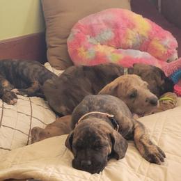 Great Dane Puppies from RCM Great Danes