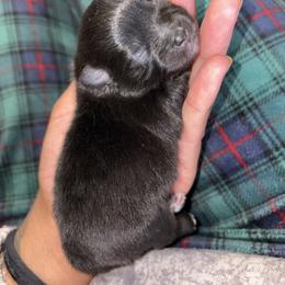 Everest - Black and tan female Pomeranian puppy in Okmulgee, Oklahoma from 918 Pomeranians
