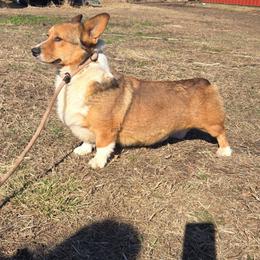 Bucky - Sable male Pembroke Welsh Corgi puppy in Chariton, Iowa from Kickin It Acres BCs