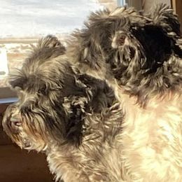 Miniature Schnauzer All Grown Up from Spring Brook Resort